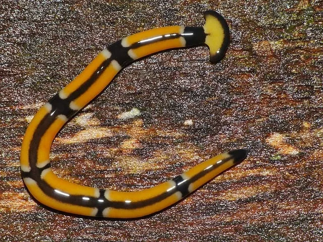 Bipaliinae, фото