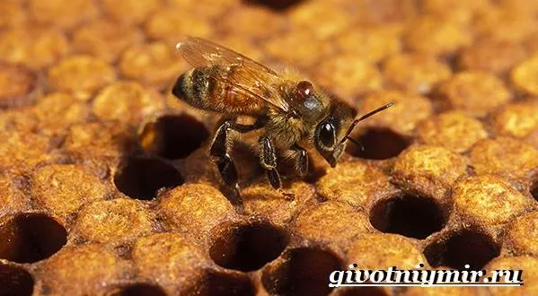 Пчела-насекомое-Образ-жизни-и-среда-обитания-пчелы-5