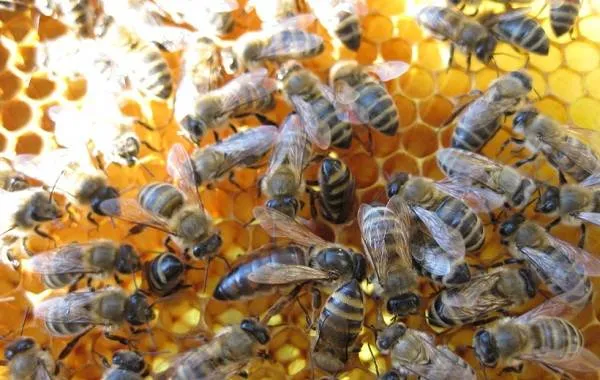Пчела-насекомое-Описание-особенности-виды-образ-жизни-и-среда-обитания-пчелы-12