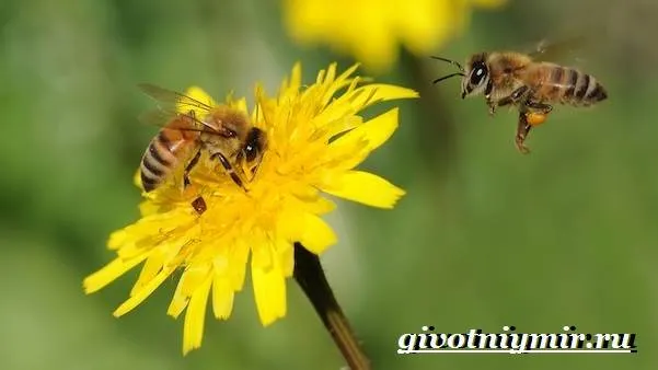 Пчела-насекомое-Образ-жизни-и-среда-обитания-пчелы-3