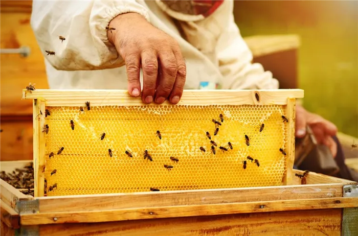 Рамки, на которых пчелы строят соты