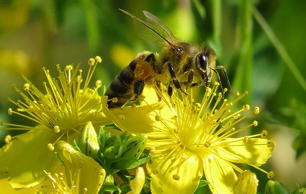 Пчела-насекомое-Описание-особенности-виды-образ-жизни-и-среда-обитания-пчелы-22