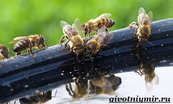 Пчела-насекомое-Образ-жизни-и-среда-обитания-пчелы-8