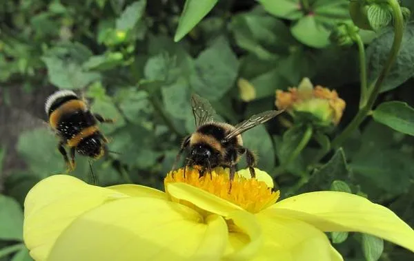 Пчела-насекомое-Описание-особенности-виды-образ-жизни-и-среда-обитания-пчелы-8
