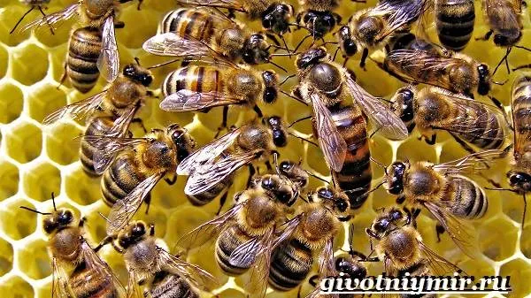 Пчела-насекомое-Образ-жизни-и-среда-обитания-пчелы-4