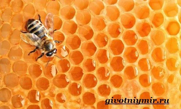 Пчела-насекомое-Образ-жизни-и-среда-обитания-пчелы-7