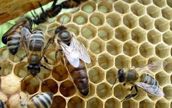Пчела-насекомое-Описание-особенности-виды-образ-жизни-и-среда-обитания-пчелы-13