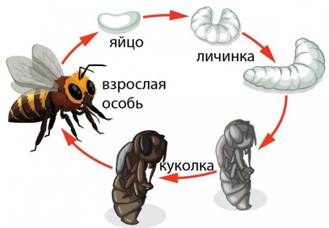 Фазы размножения пчелы