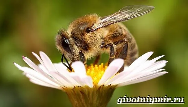 Пчела-насекомое-Образ-жизни-и-среда-обитания-пчелы-2
