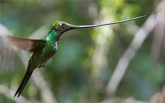 Мечеклювый колибри