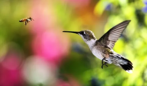 Фото: Птица колибри