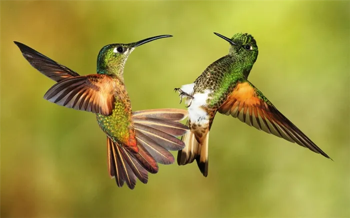 Птички колибри фотография
