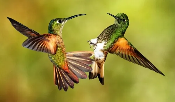 Птица-колибри-Среда-обитания-и-особенности-колибри-8