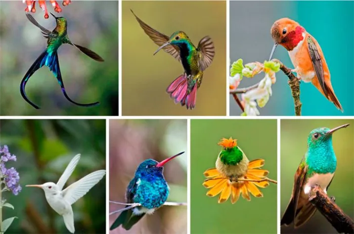 Виды колибри