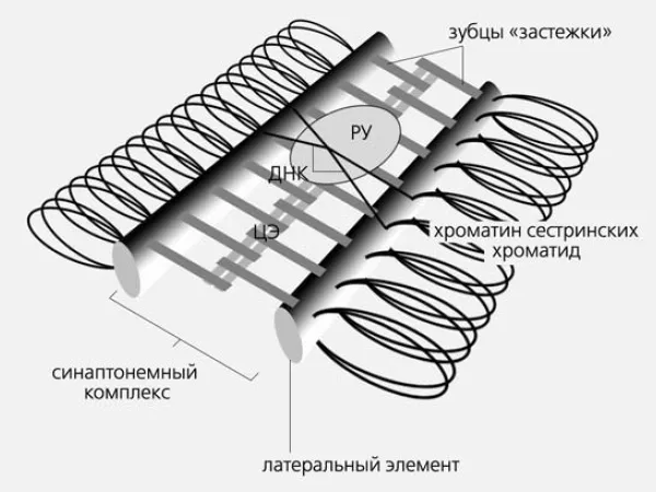 Рис. 3. Схема строения синаптонемного комплекса почкующихся дрожжей, дрозофилы и млекопитающих. ЦЭ — центральный элемент; РУ — рекомбинационный узелок, в составе которого экспериментально выявлены ферменты, участвующие в кроссинговере. Изображение: «Природа»