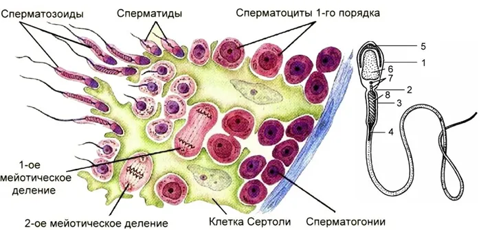 Сперматогенез2