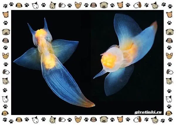 Морской-ангел-моллюск-описание-особенности-и-среда-обитания-4