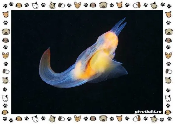 Морской-ангел-моллюск-описание-особенности-и-среда-обитания-3