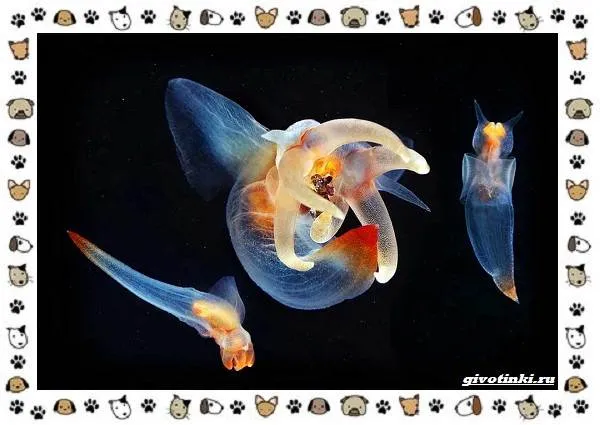 Морской-ангел-моллюск-описание-особенности-и-среда-обитания-6
