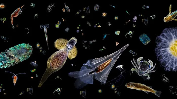 Ближе к поверхности водится планктон