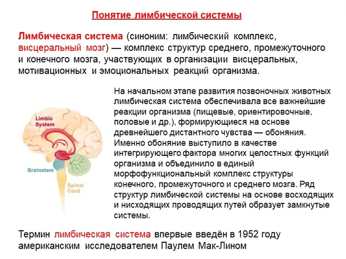 Лимбическая система (синоним: лимбический комплекс, висцеральный мозг) — комп. 
