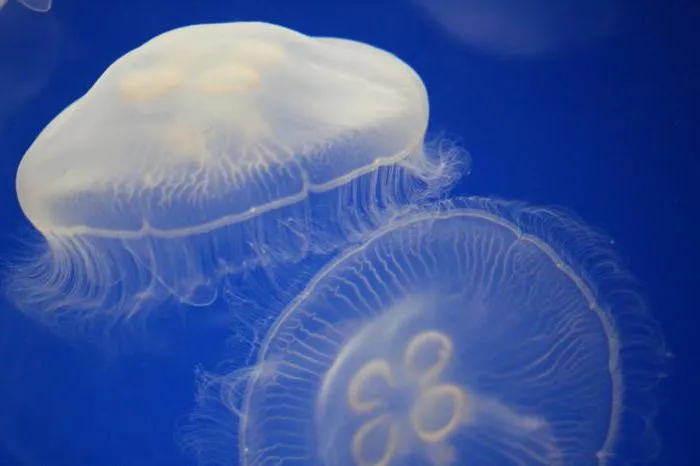 строение сцифоидной медузы