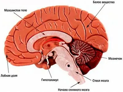Анатомия ствола мозга