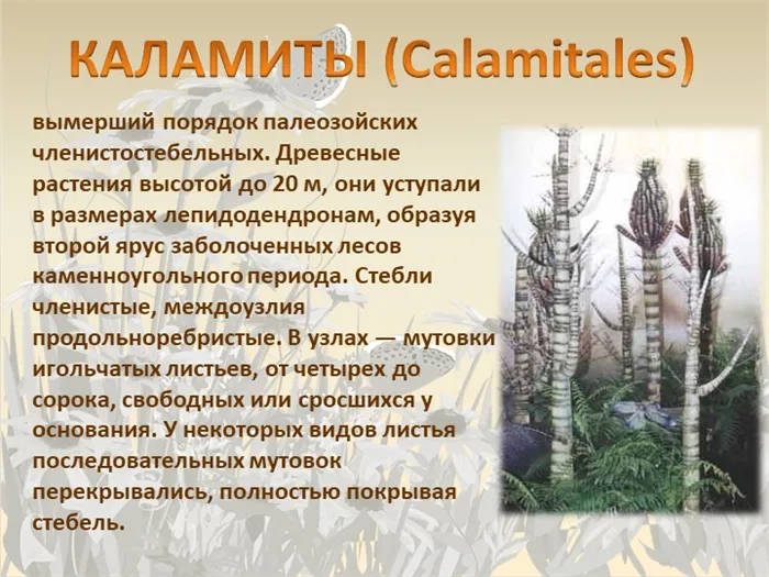 КАЛАМИТЫ (Calamitales) вымерший порядок палеозойских членистостебельных. Древ. 