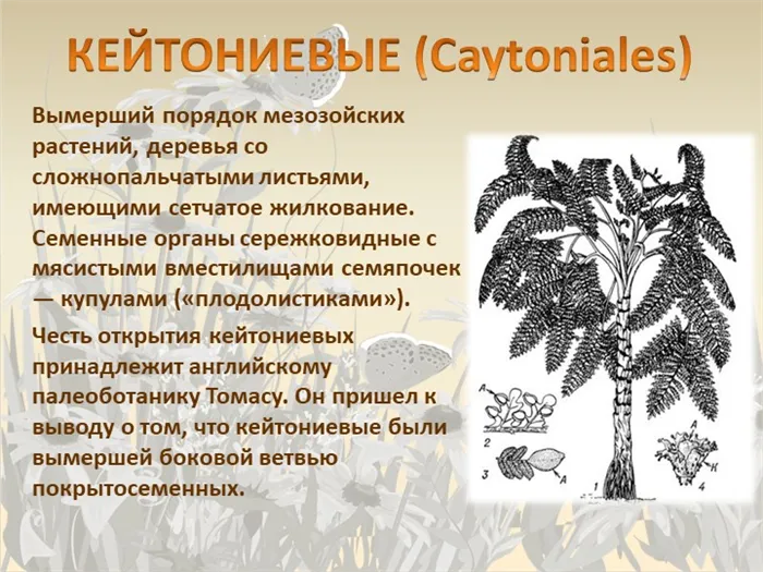 КЕЙТОНИЕВЫЕ (Caytoniales) Вымерший порядок мезозойских растений, деревья со с. 