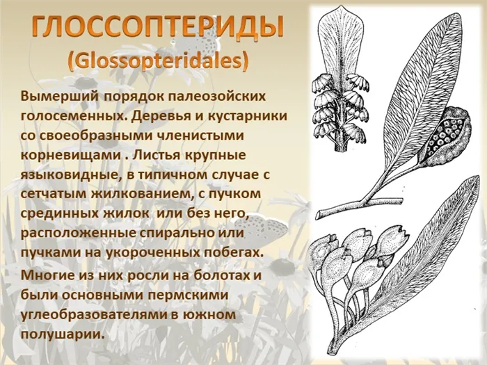 ГЛОССОПТЕРИДЫ (Glossopteridales) Вымерший порядок палеозойских голосеменных. 