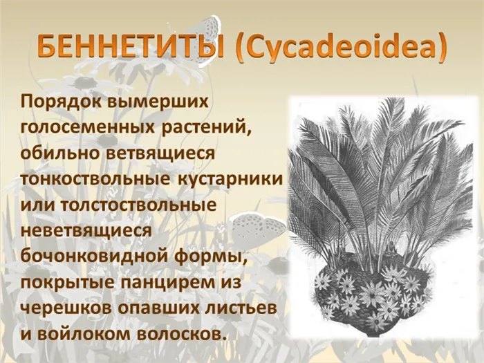 БЕННЕТИТЫ (Cycadeoidea) Порядок вымерших голосеменных растений, обильно ветвя. 