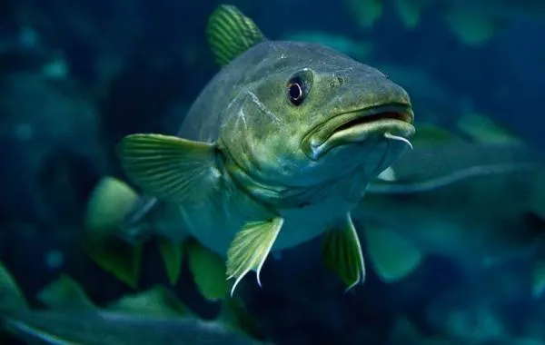 Треска-рыба-Описание-особенности-виды-образ-жизни-и-среда-обитания-трески-10
