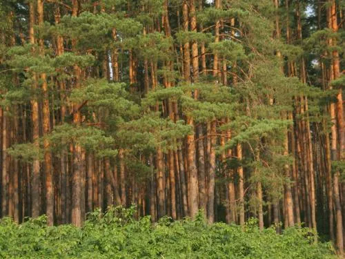 сосновый лес Урала