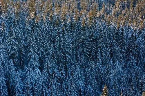 хвойный лес зимой