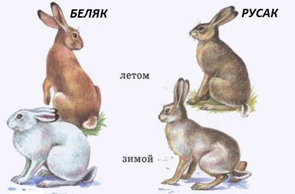 Заяц-беляк-животное-Описание-особенности-образ-жизни-и-среда-обитания-зайца-беляка-9