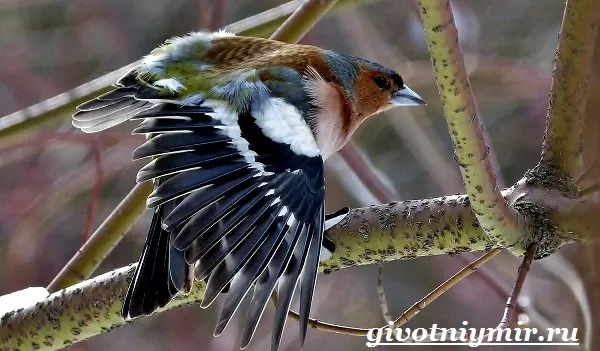 Зяблик-птица-Образ-жизни-и-среда-обитания-зяблика-10