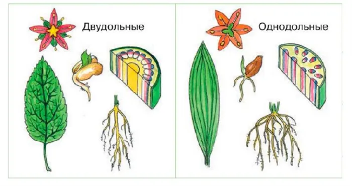 Основные семейства двудольных и однодольных растений