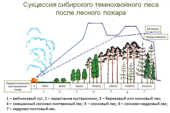14 sukcessiya sibirskogo lesa