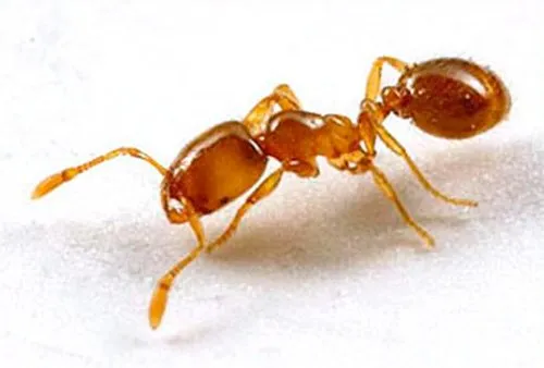 Фараоновы муравьи являются теплолюбивыми насекомыми