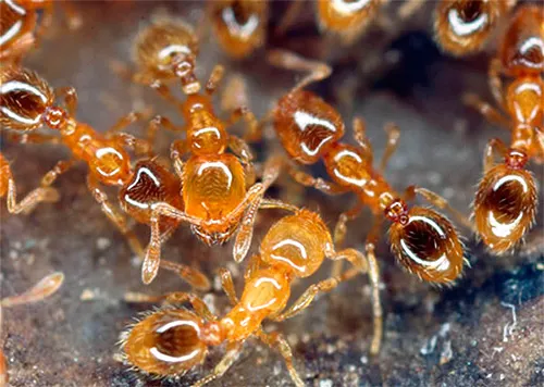 При борьбе с домашними муравьями нужно очень тщательно подходить к выбору средства и метода их уничтожения
