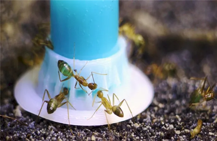 Поилка для муравьиной фермы