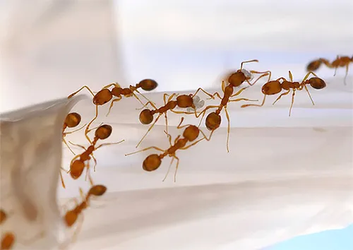 В поисках пищи муравьи периодически прокладывают новые тропы