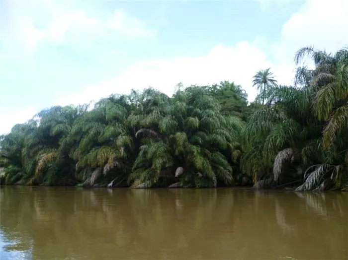 Остров Тивай, река Моа, Сьерра Леоне