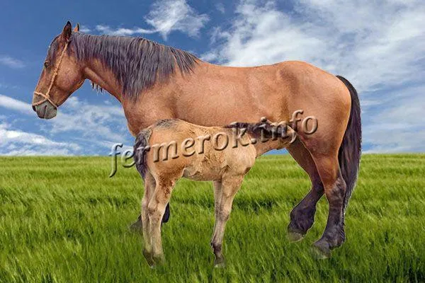 Коневодство – это отрасль животноводства, которая занимается разведением лошадей