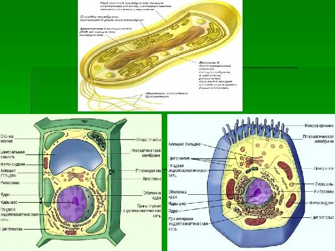 Клетки растений, бактерий, животных