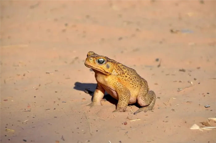 Большая жаба желтого цвета с коричневыми пятнами стоит на песке