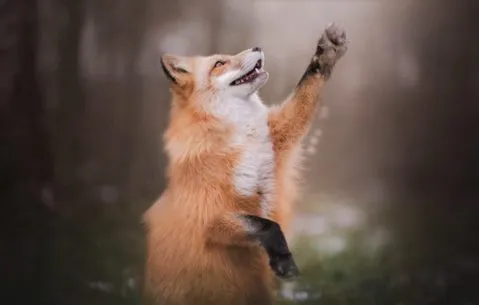 Обыкновенная лисица 🌟 Описание, фото, видео, подвиды, ареал, враги, питание и размножение