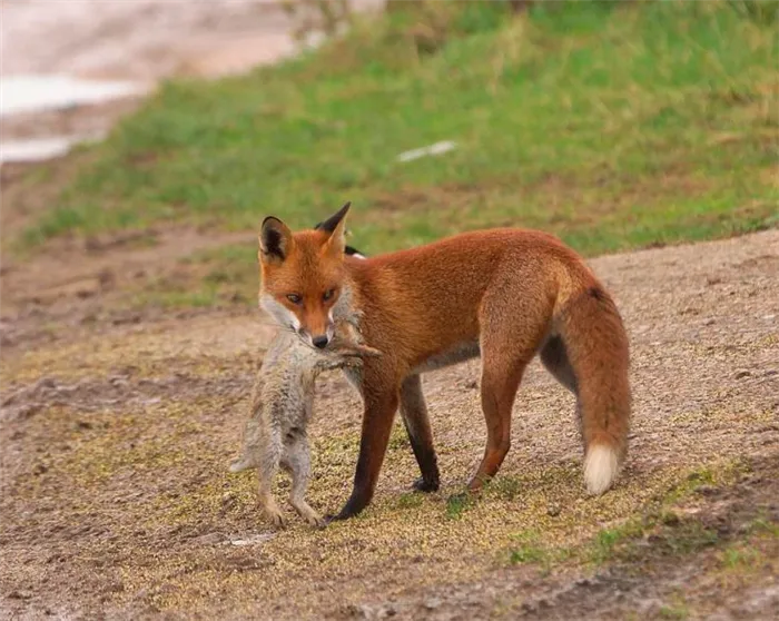 Обыкновенная лисица 🌟 Описание, фото, видео, подвиды, ареал, враги, питание и размножение