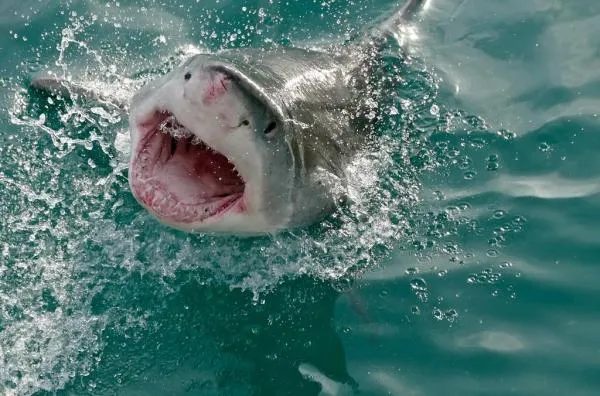Животные с чешуей - Полный список - 1. Большая белая акула