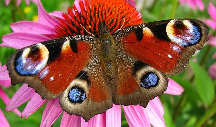 Бабочки - представители насекомых с полным развитием
